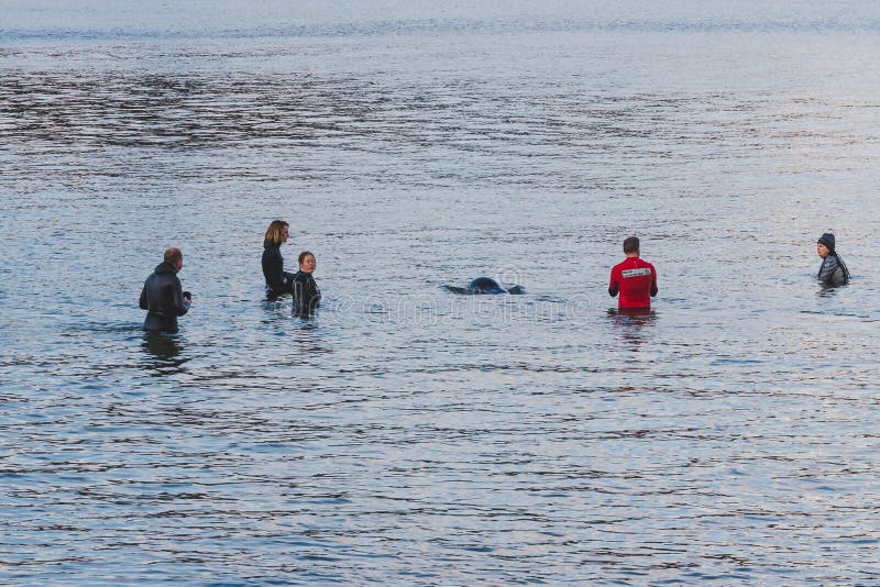 Les membres et les résidents qui sauvent la vie tentent d'aider et d'aider une baleine pilote échouée à remonter dans les eaux pl photo libre de droits Les membres et les résidents qui sauvent la vie tentent d'aider et d'aider une baleine pilote échouée à remonter dans les eaux pl photo libre de droits