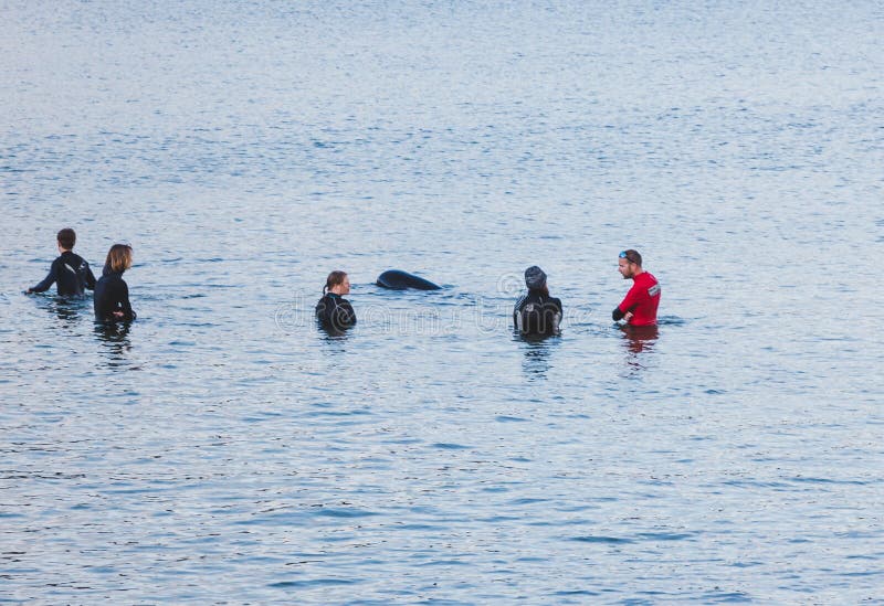 Les membres et les résidents qui sauvent la vie tentent d'aider et d'aider une baleine pilote échouée à remonter dans les eaux pl photos libres de droits Les membres et les résidents qui sauvent la vie tentent d'aider et d'aider une baleine pilote échouée à remonter dans les eaux pl photos libres de droits
