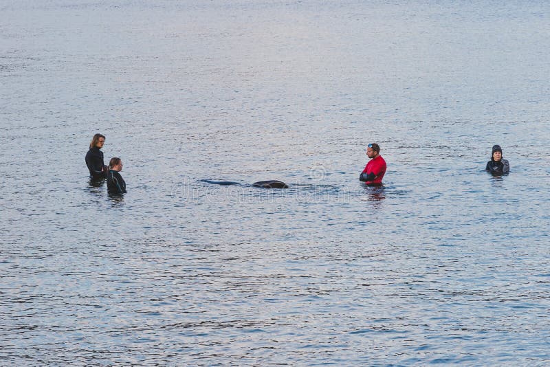 Les membres et les résidents qui sauvent la vie tentent d'aider et d'aider une baleine pilote échouée à remonter dans les eaux pl image stock Les membres et les résidents qui sauvent la vie tentent d'aider et d'aider une baleine pilote échouée à remonter dans les eaux pl image stock