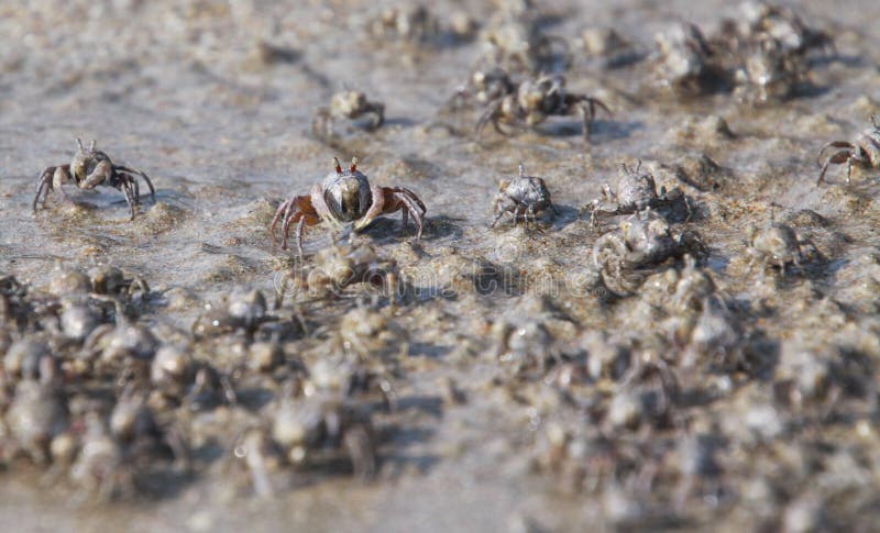 Les milliers de crabes minuscules de barboteur de sable s'assemblent de la plage dans l'eau sur l'île tropicale Ko Lanta image stock Les milliers de crabes minuscules de barboteur de sable s'assemblent de la plage dans l'eau sur l'île tropicale Ko Lanta image stock