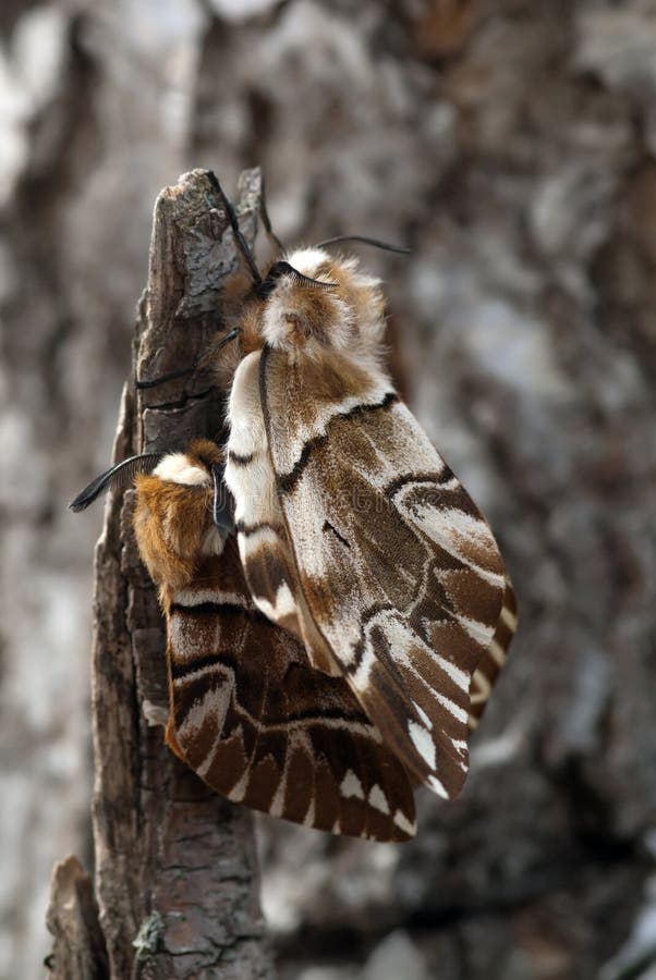 The coupling silkworm moths sitting on a birch branch. The coupling silkworm moths sitting on a birch branch