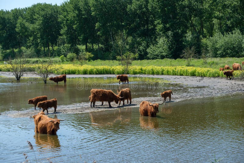Les montagnards écossais dans un polder aménagent en parc près de Rotterdam image libre de droits Les montagnards écossais dans un polder aménagent en parc près de Rotterdam image libre de droits