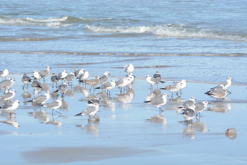 Les mouettes impriment leurs réflexions sur la piscine de marée peu profonde image stock Les mouettes impriment leurs réflexions sur la piscine de marée peu profonde image stock