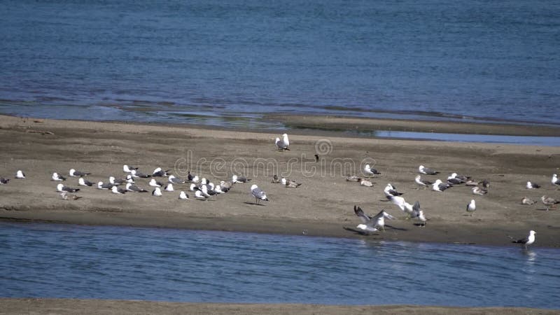 Les mouettes se disputent un territoire sur la plage banque de vidéos