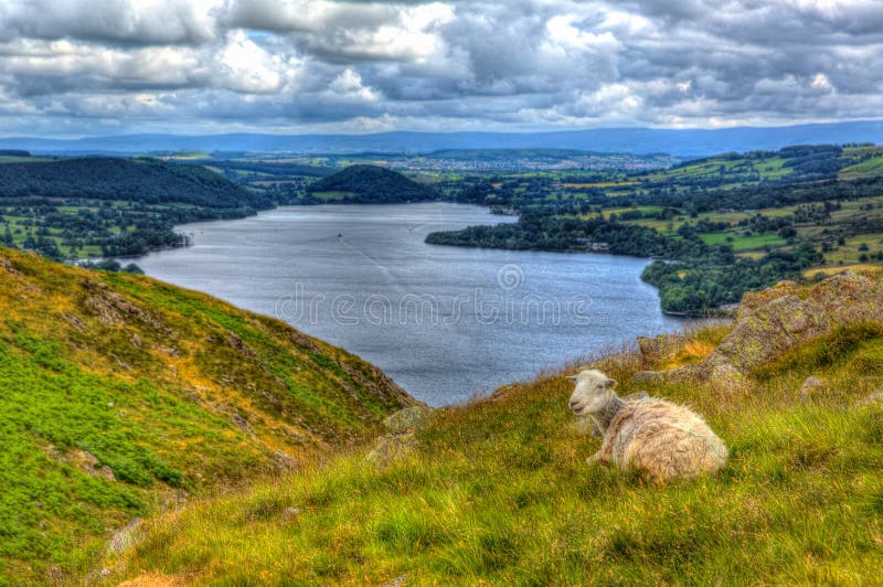 Les moutons BRITANNIQUES de Cumbria Angleterre de secteur de lac avec la vue élevée de la campagne anglaise d'Ullswater dans le h