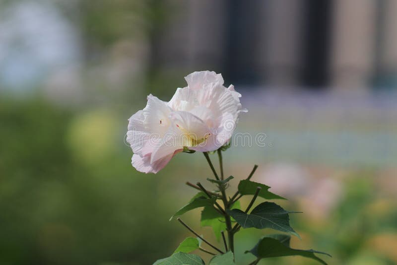 Les mutabilis ou le confédéré de ketmie se sont levés image stock Les mutabilis ou le confédéré de ketmie se sont levés image stock