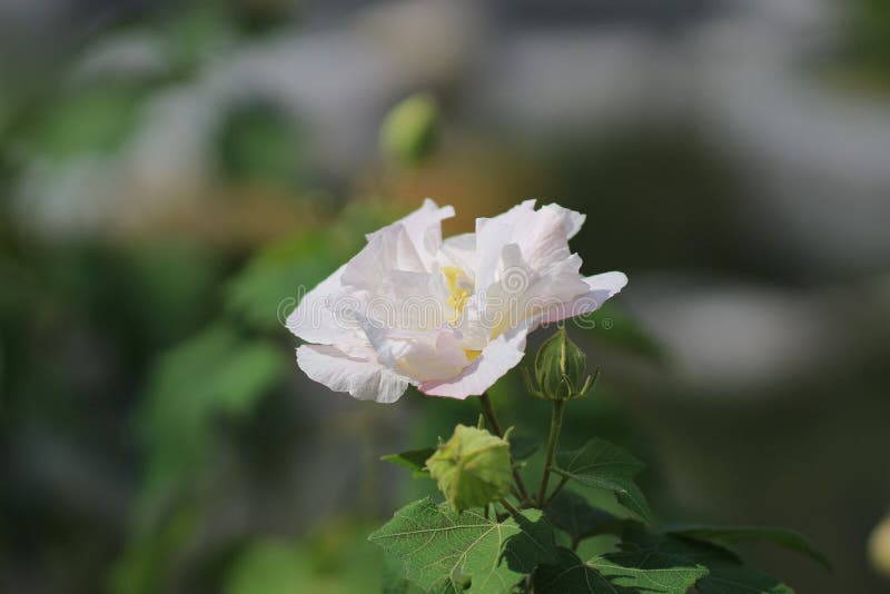 Les mutabilis ou le confédéré de ketmie se sont levés photos stock Les mutabilis ou le confédéré de ketmie se sont levés photos stock