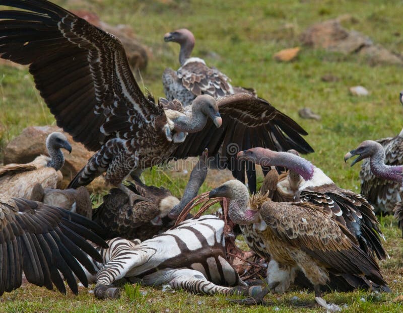 Les oiseaux prédateurs mangent la proie dans la savane kenya tanzania