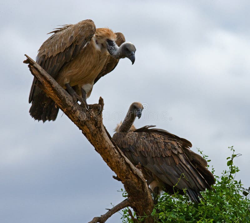 Les oiseaux prédateurs se reposent sur un arbre kenya tanzania