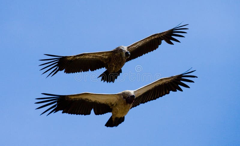 Les oiseaux prédateurs sont vol kenya tanzania safari