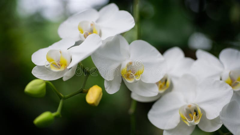 Les orchidées clôturent vers le haut de/sensation doucement éthérée image stock Les orchidées clôturent vers le haut de/sensation doucement éthérée image stock