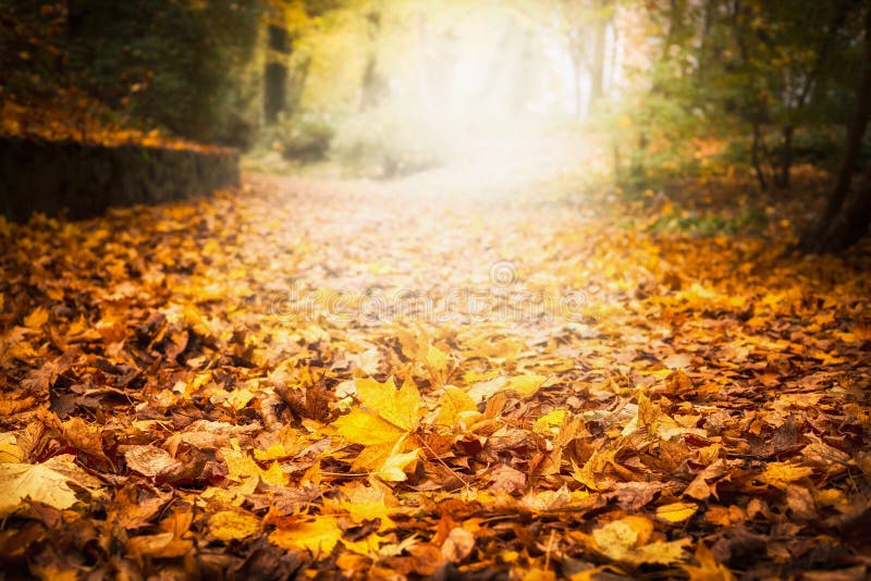 Les ordures de feuille d'automne dans le jardin ou le parc, tombent fond extérieur de nature avec les feuilles tombées colorées photos stock