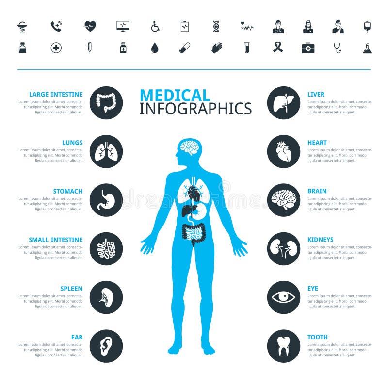 Les organes humains médicaux et l'icône médicale ont placé avec le corps humain