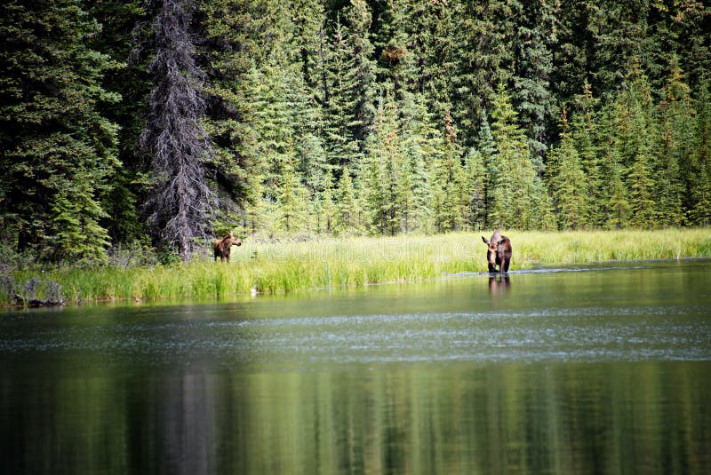 Les orignaux effrayent et veau alimentant dans le lac photo libre de droits Les orignaux effrayent et veau alimentant dans le lac photo libre de droits