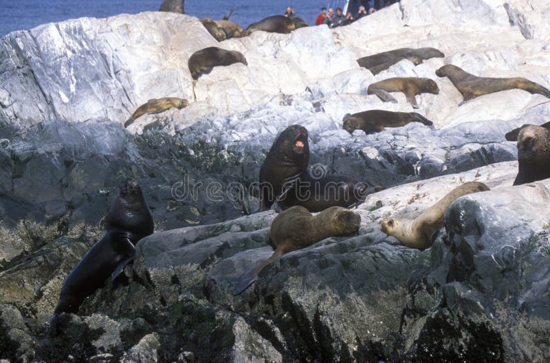 Les otaries du sud sur des roches s'approchent de la Manche de briquet et jettent un pont sur des îles, Ushuaia, Argentine du sud photo libre de droits Les otaries du sud sur des roches s'approchent de la Manche de briquet et jettent un pont sur des îles, Ushuaia, Argentine du sud photo libre de droits