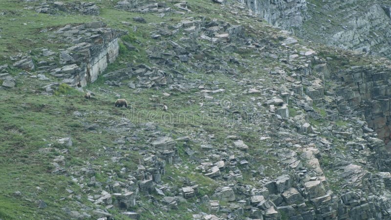 Les ours gris nettoient dans le domaine de haute montagne