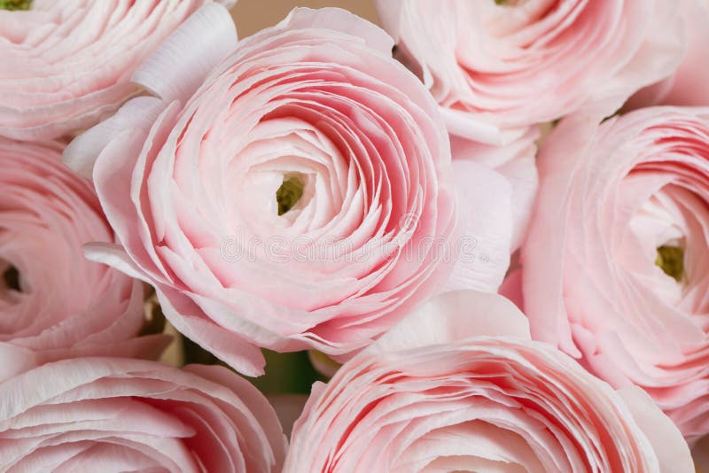 Les Pétales Posés Aiment Une Pivoine, Gradient Beau Plan Rapproché De  Renoncule De Bouquet Couleur Rose Colorée D'air Image stock - Image du  anniversaire, pente: 80703681