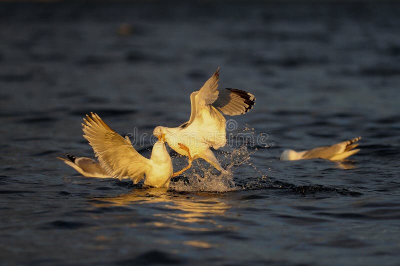 Les paires de mouette d'harengs luttent pour les poissons contagieux, la Mer du Nord images stock Les paires de mouette d'harengs luttent pour les poissons contagieux, la Mer du Nord images stock