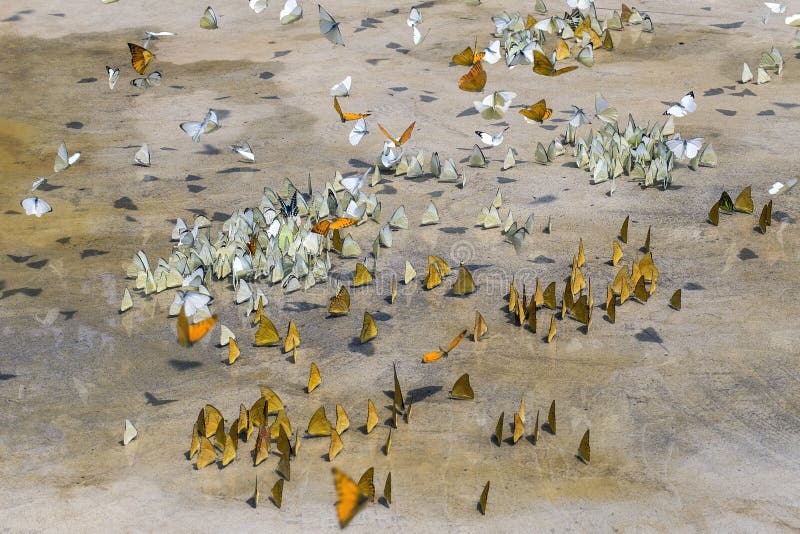 Les papillons apparaissent tôt pendant l'été image stock Les papillons apparaissent tôt pendant l'été image stock