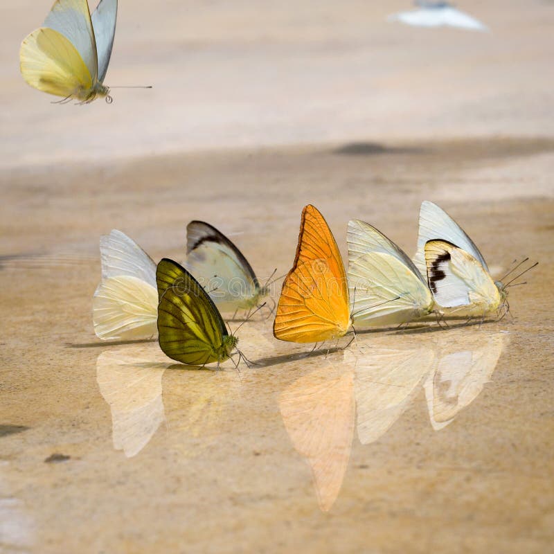 Les papillons apparaissent tôt pendant l'été photographie stock libre de droits Les papillons apparaissent tôt pendant l'été photographie stock libre de droits