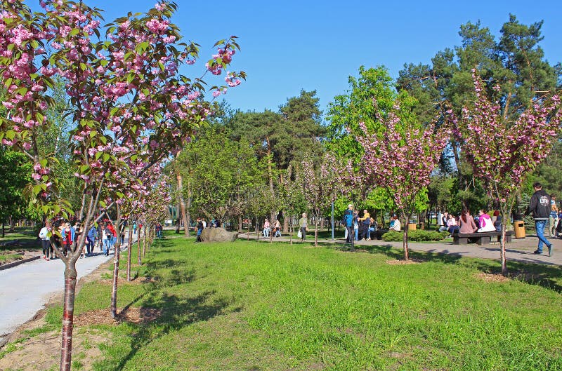 Les personnes non identifiées marchent sur l'allée de Sakura dans un jardin japonais stylisé Kyoto photos stock Les personnes non identifiées marchent sur l'allée de Sakura dans un jardin japonais stylisé Kyoto photos stock