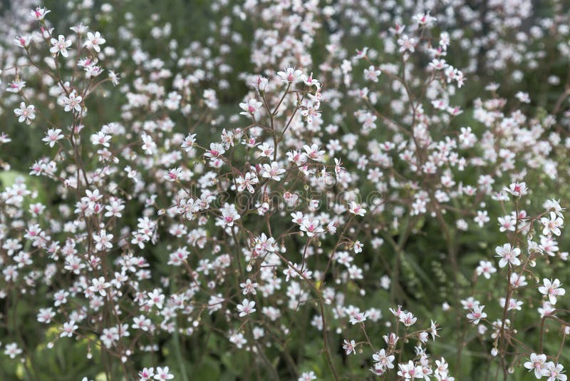 Les Petites Fleurs Blanches Avec Un Milieu Rose Lumineux Sur Un Habit  Bariolé Ont Brouillé Le Fond Du Lit De Fleur Image stock - Image du chaud,  fleuraison: 119593779