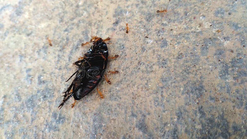 Les Fourmis Attrapent L'insecte Photo stock - Image du animal