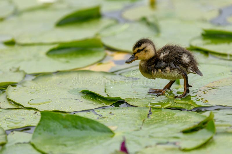 Les petits platyrhynchos mignons d'ana d'un caneton de Mallard est marchant ou courant sur les feuilles de lotus sur l'étang image libre de droits Les petits platyrhynchos mignons d'ana d'un caneton de Mallard est marchant ou courant sur les feuilles de lotus sur l'étang image libre de droits