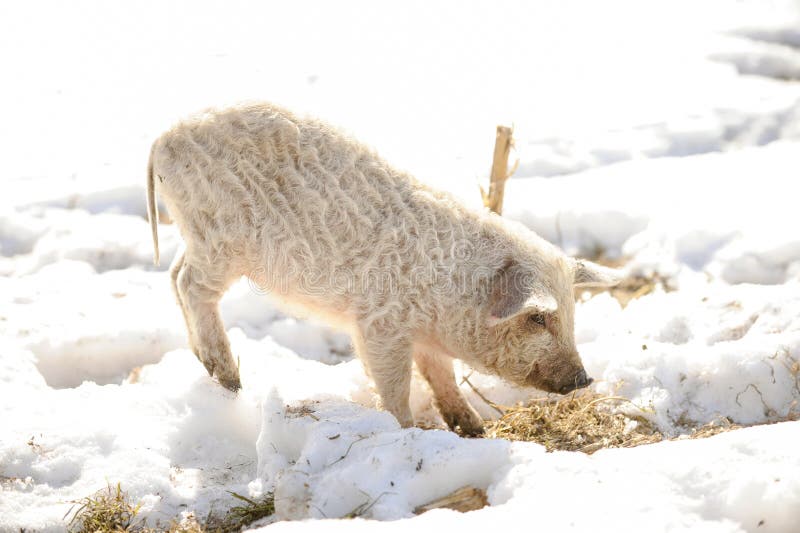 Les petits porcs de la race de Mangalci de Hongrois n'ont pas peur du froid Du mauvais temps les porcelets sont protégés par prof image libre de droits Les petits porcs de la race de Mangalci de Hongrois n'ont pas peur du froid Du mauvais temps les porcelets sont protégés par prof image libre de droits