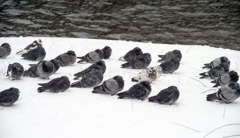 Les pigeons de ville se reposent dans la neige par l'étang pendant une tempête de neige image libre de droits Les pigeons de ville se reposent dans la neige par l'étang pendant une tempête de neige image libre de droits
