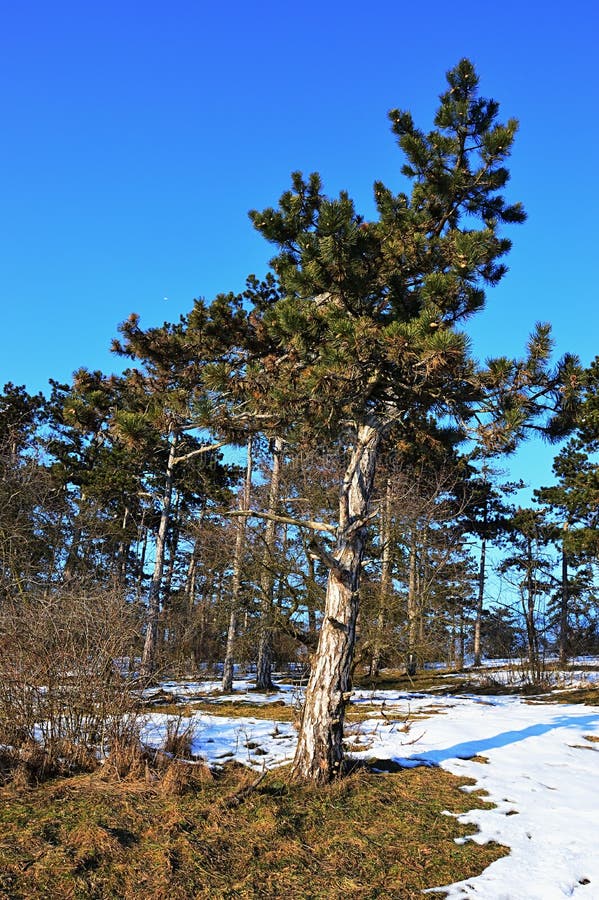 Les pins coniféres tordus pendant l'hiver froid de février assaisonnent sur Zobor, Nitra, Slovaquie Corrections de neige au sol photos libres de droits Les pins coniféres tordus pendant l'hiver froid de février assaisonnent sur Zobor, Nitra, Slovaquie Corrections de neige au sol photos libres de droits
