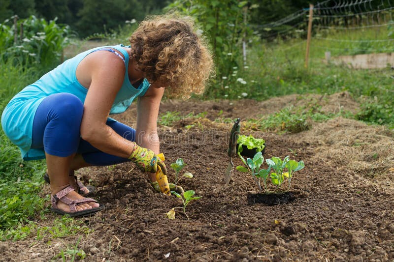 Woman planting young cabbage plants in garden. Woman planting young cabbage plants in garden