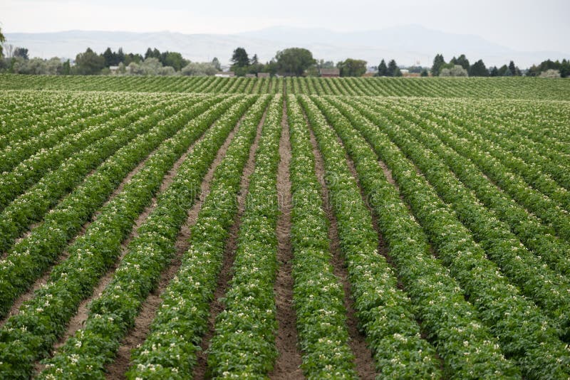 Les Plantes De Pomme De Terre Cultivent La Culture Vivriere D Agriculture De Ferme De L Idaho Photo Stock Image Du Idaho Fleurs Les Plantes De Pomme De Terre Cultivent La Culture Vivriere D Agriculture De Ferme De L Idaho Photo Stock Image Du Idaho Fleurs