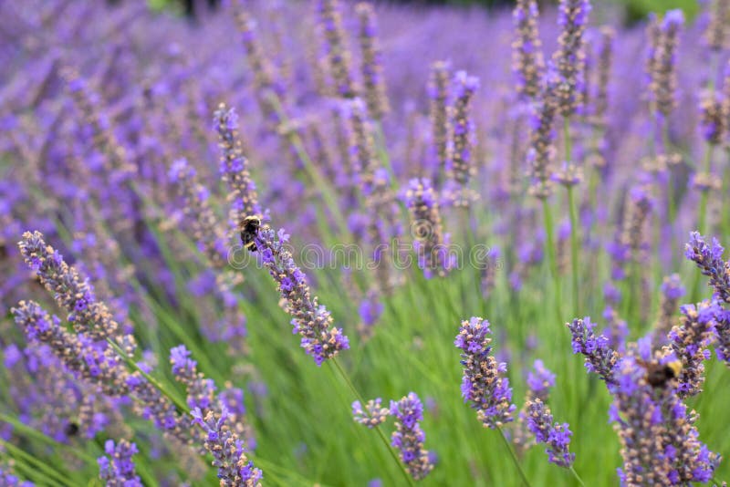 Les plantes et les fleurs de lavande assez anglaise soufflant en vent en Corbett Oregon avec gaffent des abeilles Foyer court ave