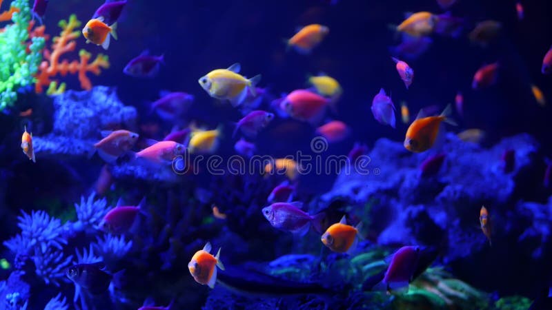 Les Poissons Colorés Vifs Bougie à L'aquarium Violette Sous Une