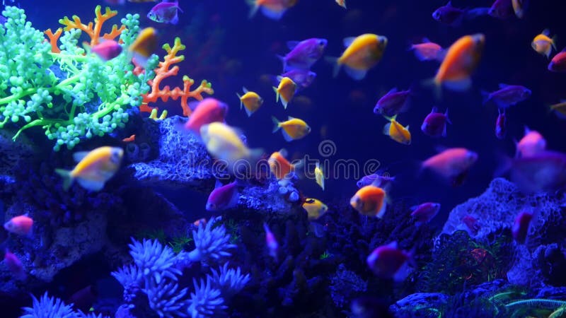 Les Poissons Colorés Vifs Bougie à L'aquarium Violette Sous Une