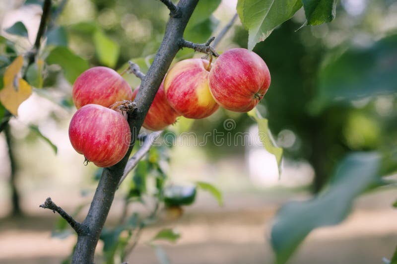 Download Les Pommes Mûres Se Développent Dans Le Jardin Photo stock - Image du culture, pommes: 77153818