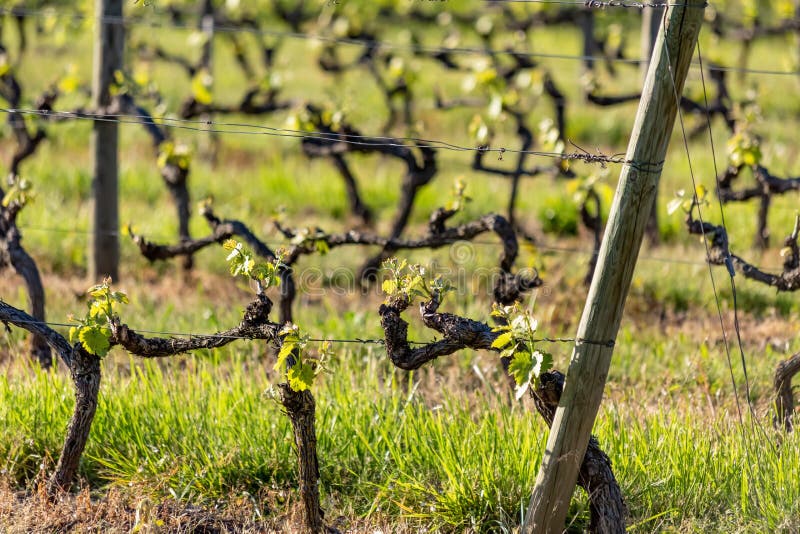 Les poteaux en bois avec le fil ?tir? en m?tal soutiennent le vignoble dans le jour ensoleill? Agriculture de vignobles au printe photo libre de droits Les poteaux en bois avec le fil ?tir? en m?tal soutiennent le vignoble dans le jour ensoleill? Agriculture de vignobles au printe photo libre de droits