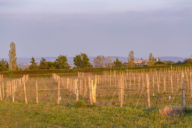 Les poteaux en bois avec le fil ?tir? en m?tal soutiennent le vignoble Jeunes feuilles sur une vieille vigne fran?aise allum?e en photographie stock libre de droits Les poteaux en bois avec le fil ?tir? en m?tal soutiennent le vignoble Jeunes feuilles sur une vieille vigne fran?aise allum?e en photographie stock libre de droits