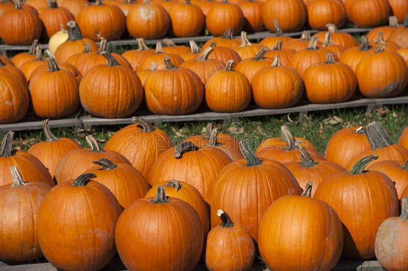 Les potirons cultivent, nourriture, automne d'automne de potiron de Veille de la toussaint Les potirons cultivent, nourriture, automne d'automne de potiron de Veille de la toussaint