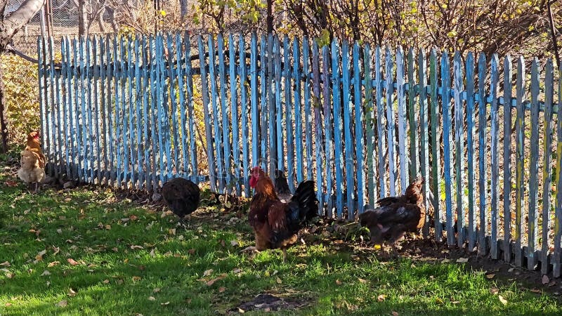 Les poulets verts se nourrissent joyeusement dans l'herbe verte aux beaux jours clips vidéos
