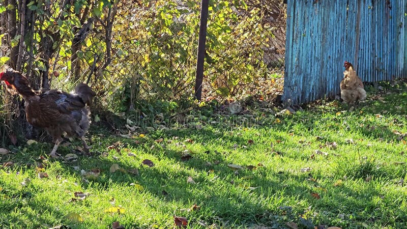 Les poulets verts se nourrissent joyeusement dans l'herbe verte aux beaux jours clips vidéos