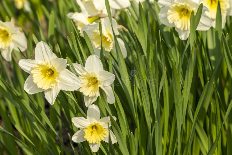 Les Premières Fleurs Blanches De Printemps Des Jonquilles Image stock -  Image du assez, décoration: 217371063