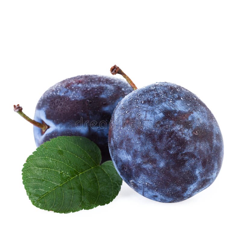 Les prunes porte des fruits avec la feuille d'isolement sur le fond blanc image libre de droits Les prunes porte des fruits avec la feuille d'isolement sur le fond blanc image libre de droits