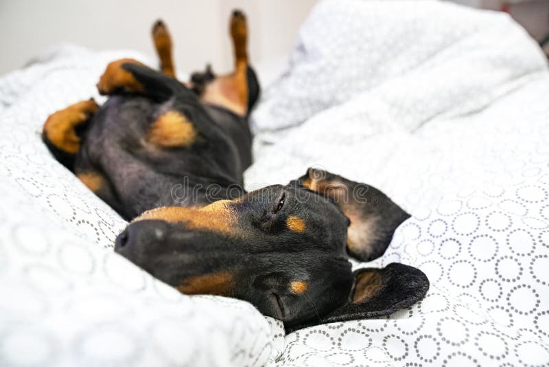 Dog Dachshund breeds, black and tan, is lying on back on the bed. Pets friendly hotel or home room. Dog Dachshund breeds, black and tan, is lying on back on the bed. Pets friendly hotel or home room.