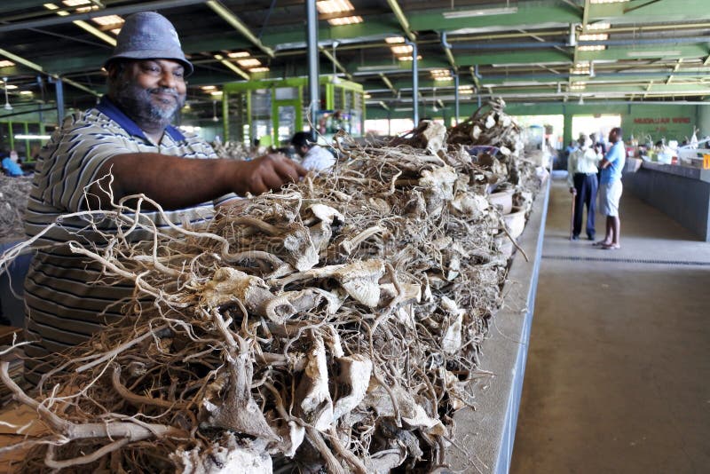 Les racines de vente d'homme de Fijian de l'usine de poivre sur le marché ont employé à