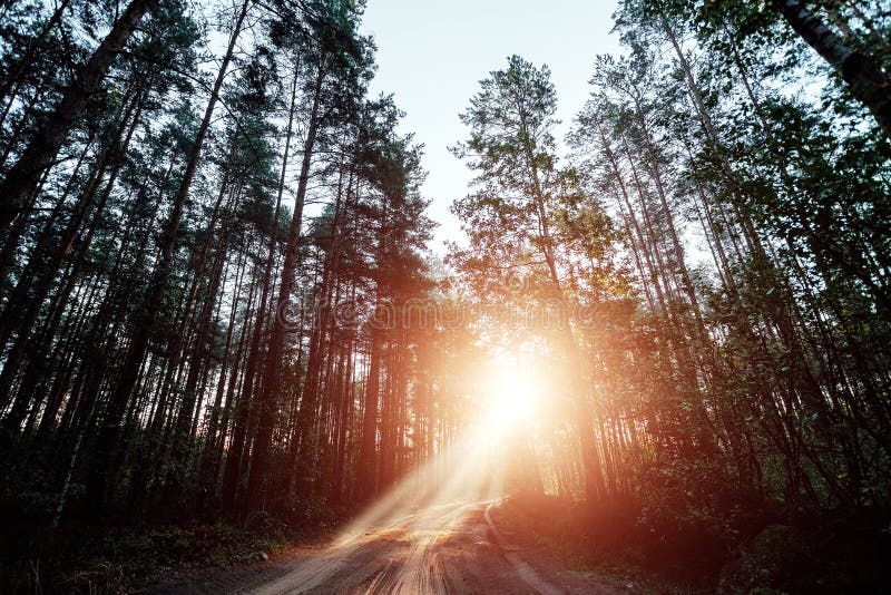 Les rayons du soleil traversent les branches de la route, l'aube dans la forêt