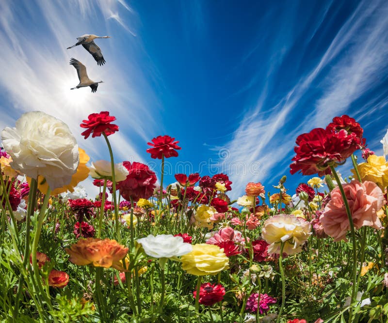 Les Renoncules à Fleurs Du Jardin Photo stock - Image du ferme, zone:  203372480