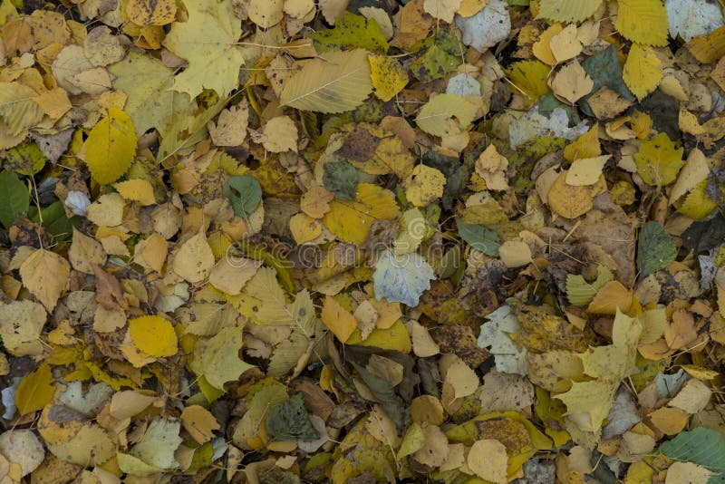 Les ressources graphiques soustraient le fond texturé de passage dans un parc de verdure d'automne photographie stock