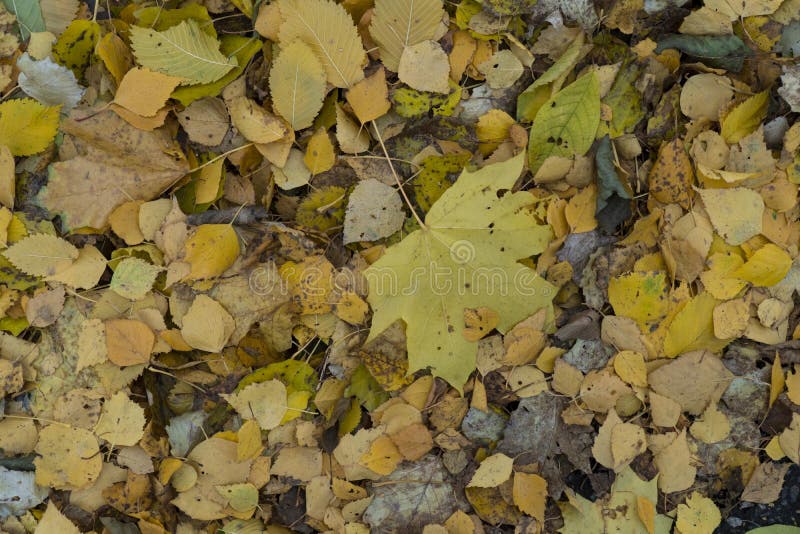 Les ressources graphiques soustraient le fond texturé de passage dans un parc de verdure d'automne image libre de droits